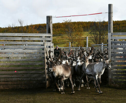 Øret skal følge skinnet ved slakt