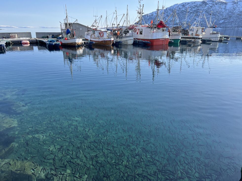 Yngelen ser ut til å like seg godt under moloen og brygga til fiskebruket
 Foto: Irene Andersen