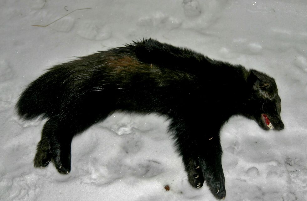 Innsamlingsperioden for biologiske prøver fra jerv er fra 1. januar til 1. juni hvert år.
Foto: Torbjørn Ittelin
