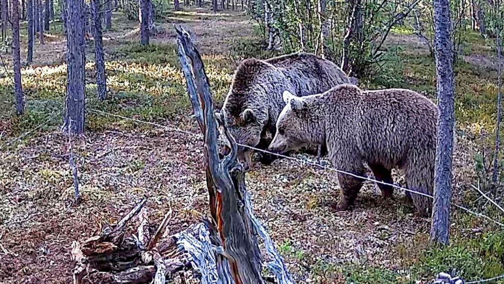 Dette paret fant tidlig sammen, og ble avbildet av viltkamera allerede i midten av juni. Hannen (til venstre) har fått navnet FI145, og ble født i Pasvik. Den ble først påvist i Karasjok i 2015, og har siden da holdt til i området.
 Foto: NIBIO/Jan Helmer Olsen