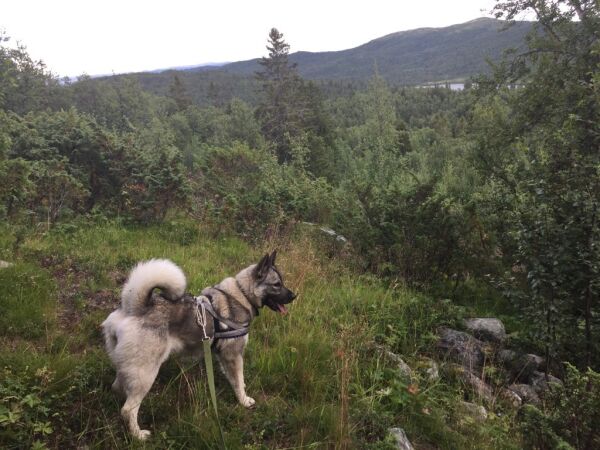 Elghund savnet i Karasjok