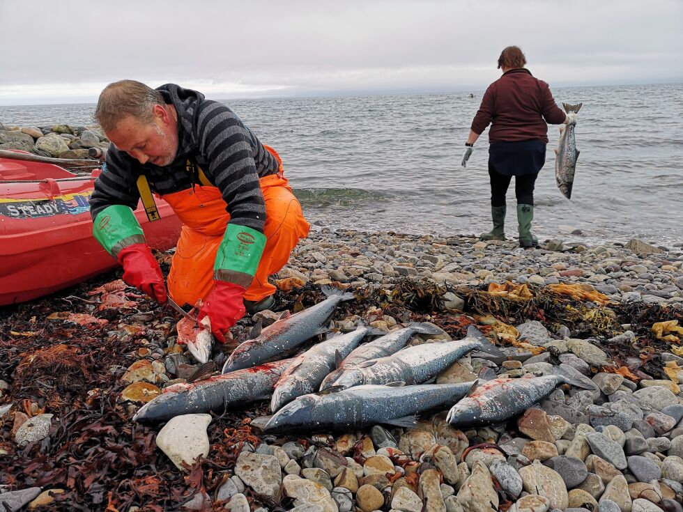 TVIST OM SJØGRUNN: Bjørn Tore Hasti er en ivrig sjølaksefisker. Her sløyer han fangsten og får hjelp av kona Siv Linda Andersen.
 Foto: Erik Brenli