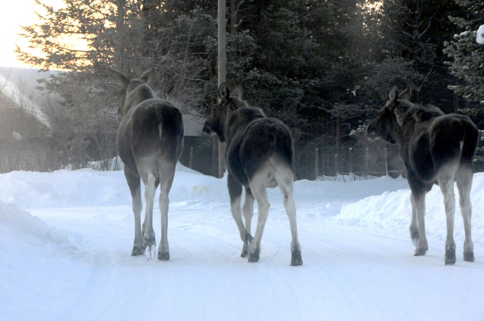 Etter å ha beitet på et gårdstun i boligfeltet, trasket elgfamilien rolig nedetter gangveien i retning NRK Sápmi.
 Foto: Stein Torger Svala