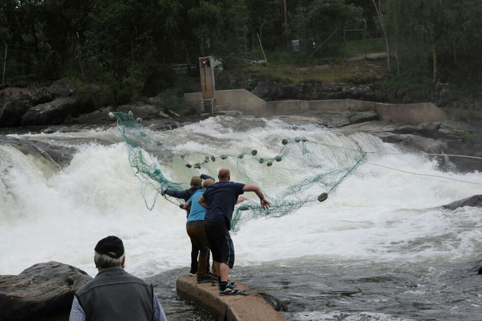 Her får Thor Erik Arvola, Trygve Labahå og Ruben Jenssen (bak) ut nota i det som ble et godt kast, og ga seks, sju laks.
 Foto: Hallgeir Henriksen