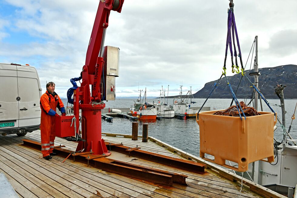 Fisker Roy Amundsen fra Smørfjord nyter fortsatt godt av krabbefisket, selv om det kan se ut som om bestanden reduseres
 Foto: Irene Andersen