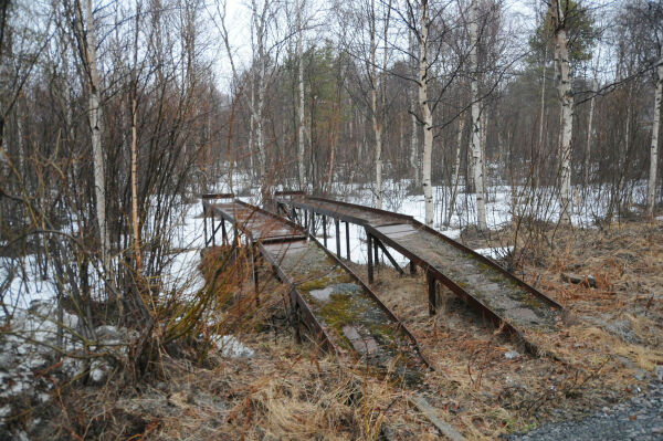 Museal bukk i Pasvik