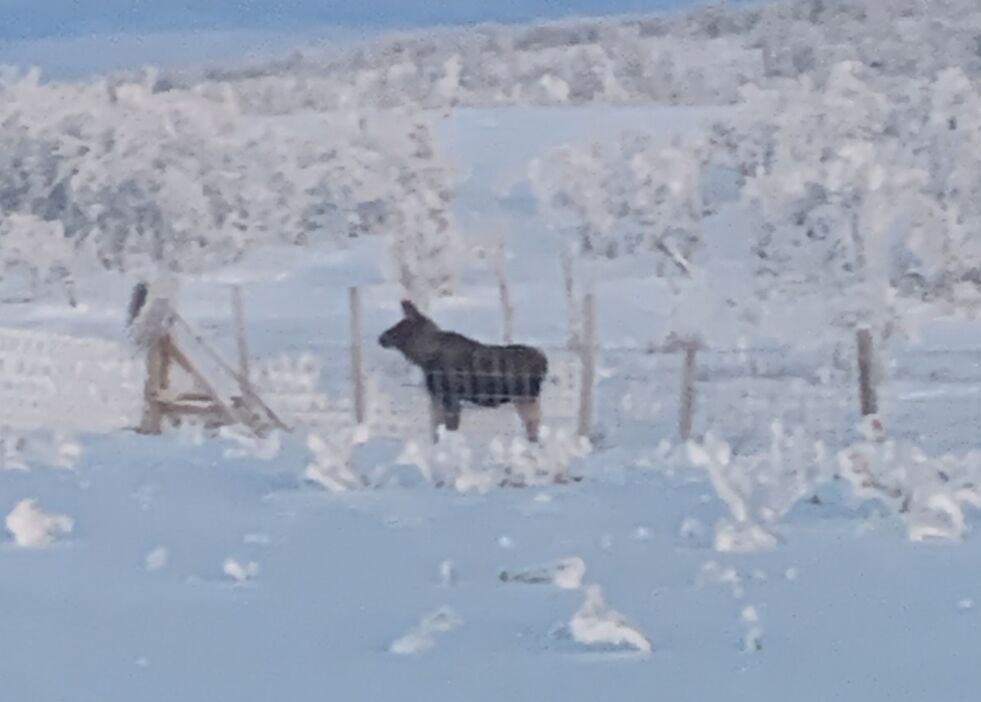 Ságat har fått tips, og bilder, om at elgkalver kommer bort fra kua på grunn av at de ikke klarer å forsere sperregjerder som er satt opp. Dette gjør at elgfamilien holder seg ved veien på E6 over Seidafjellet.
 Foto: Privat