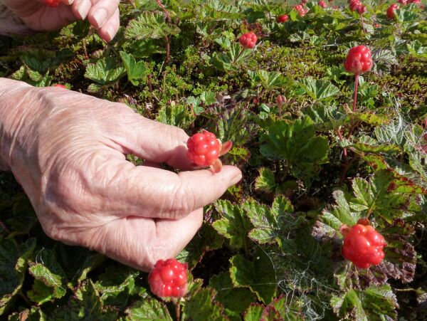 Levende samiske bygder sikrer språk, kunnskap og selvforsyning