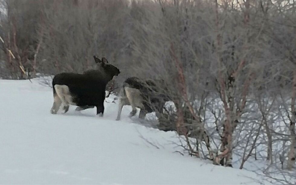 FeFo har nå fastsatt kvotene for Tana og Nord-Varanger foran høstens elgjakt – med små endringer fra fjorårets jakt.
FOTO: PRIVAT