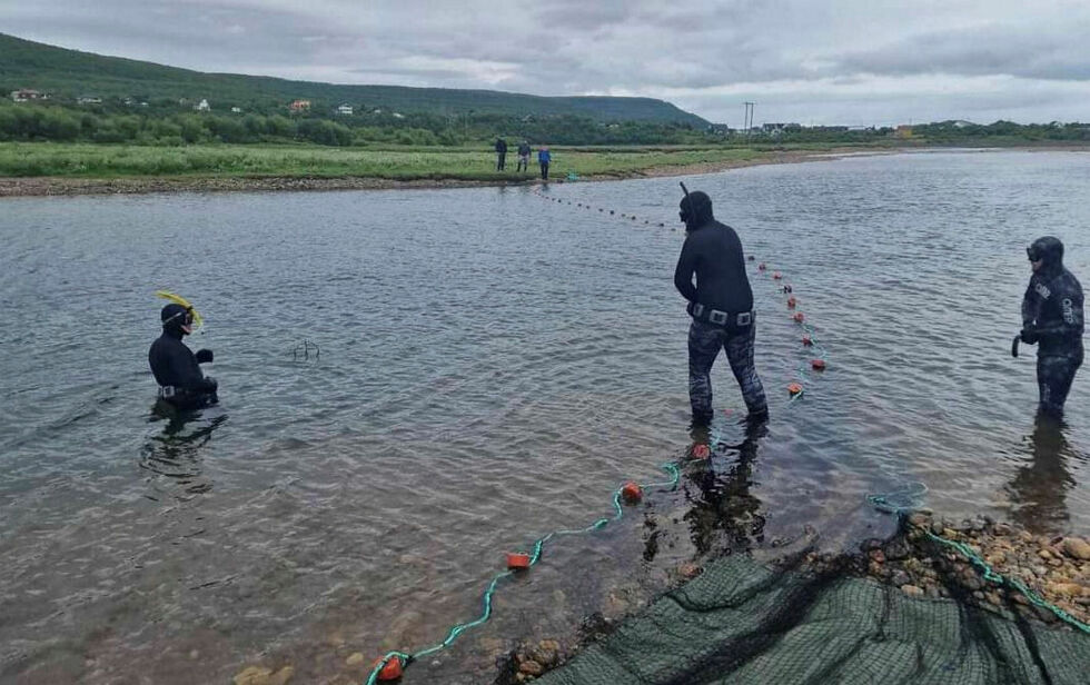 For­mål­et med uttak av oppdrettslaks er å redu­sere påvirk­nin­gen av rømt opp­dretts­laks på vil­laks. Bildet er tatt i Jakobselva i forbindelse med uttak av pukkellaks.
 Foto: Vestre Jakobselv JFF