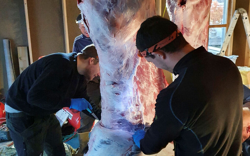 Mange elgjegere har også i år kunne fylle opp fryseboksene med elgkjøtt. Totalt ble det skutt 669 dyr under årets jakt, og uvanlig mange storokser.