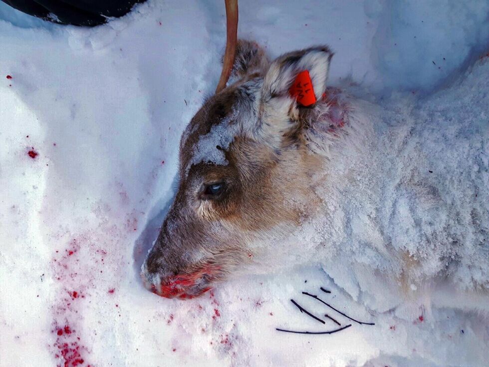Her har ørna brutalt drept en čearpma. Nå skal NINA forske på ørneplagen i Sápmi.
 Foto: Nils Johan Kappfjell