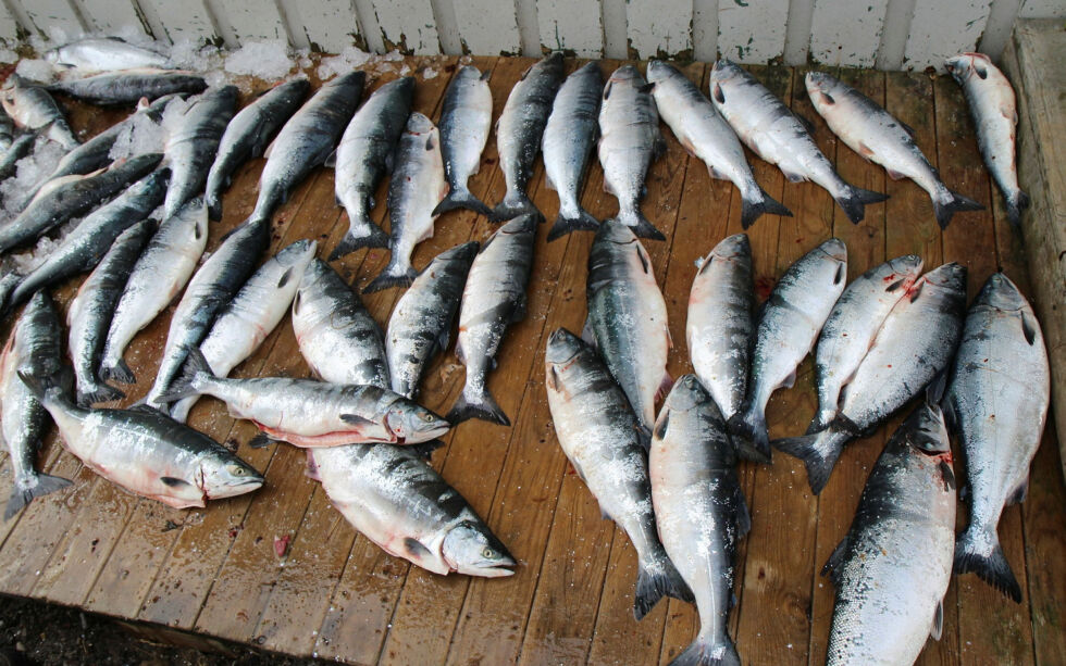 Det ble tatt tusener av pukkellaks under sjølaksefiske i Troms og Finnmark i 2021. Nå åpnes det for målrettet fiske etter arten kommende sommer.
 Foto: Torbjørn Ittelin