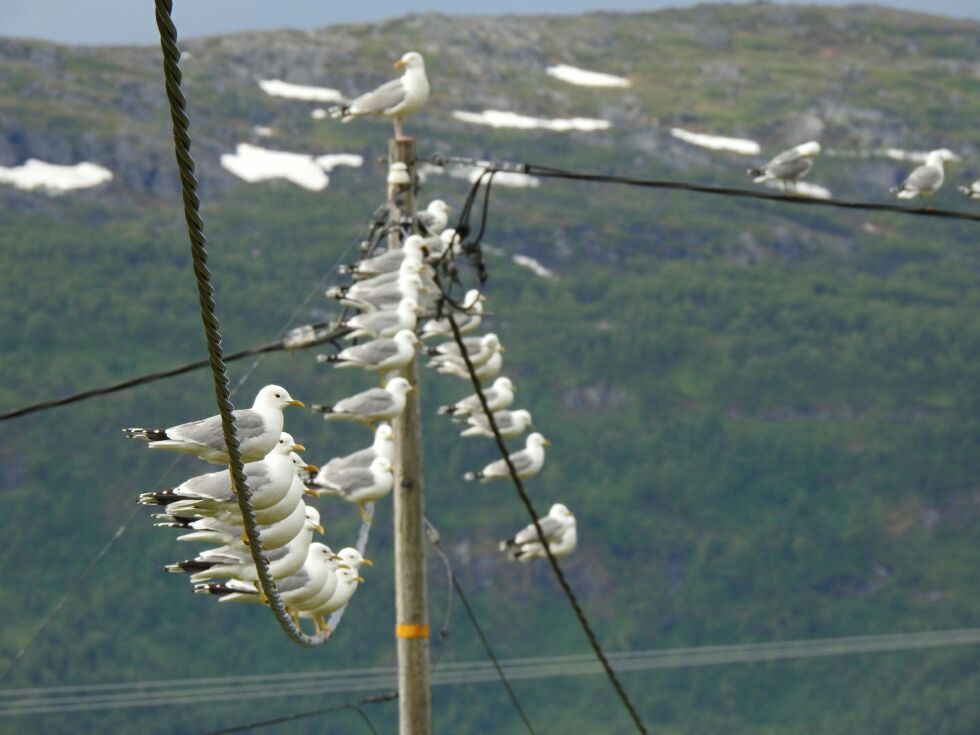 Fiskemåser i Karlsøy