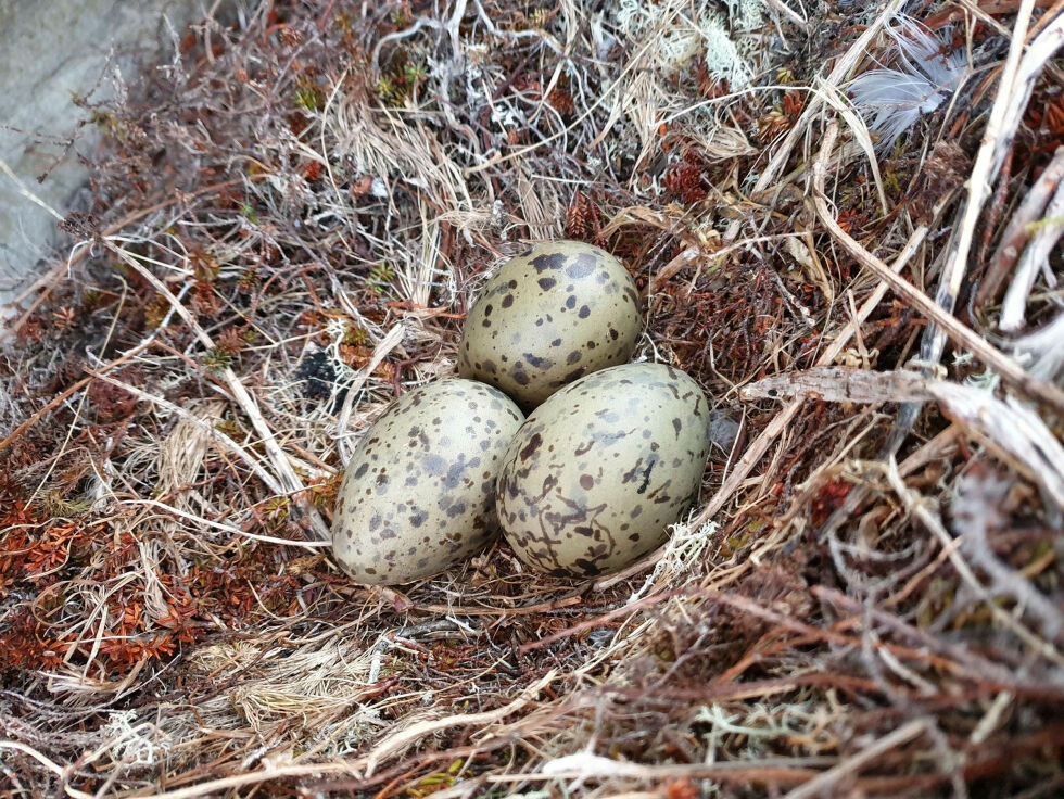 Sanking av måseegg er gammel kultur.
 Foto: Egil Liberg i FeFo