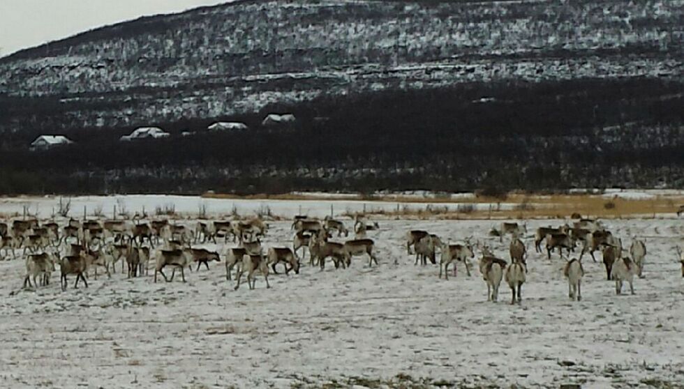 Mens men­nes­ke­ne strides, sø­ker dyr­ene føde.
 Foto: Torbjørn Ittelin