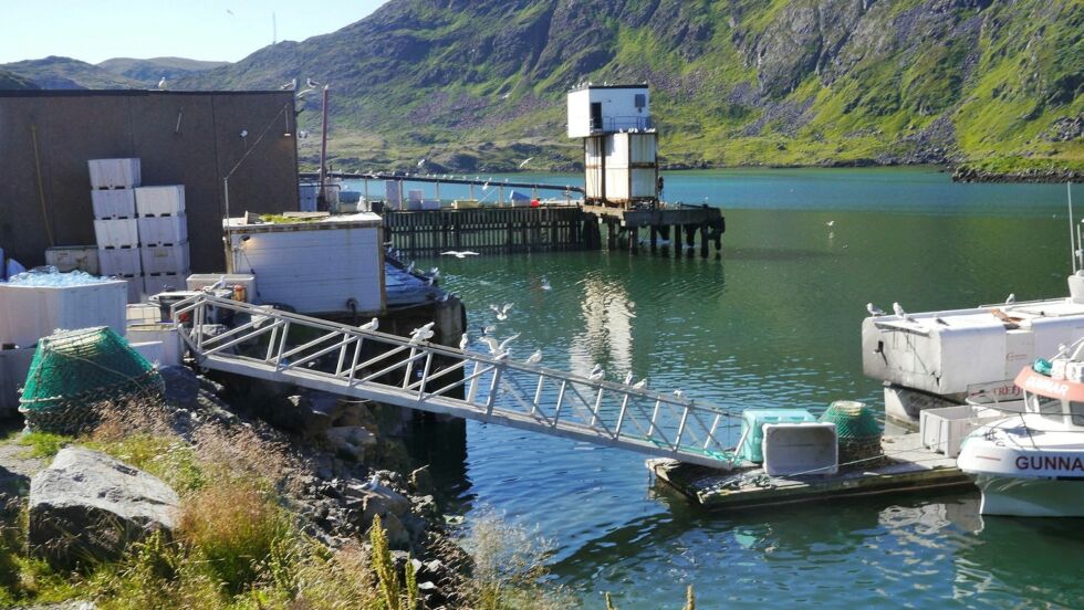 En innbygger har sendt bekymringsmelding til Nordkapp kommune da hun mener det dumpes fiskeslog i havet fra Kamøyvær Fisk AS.
 Foto: Geir Johansen