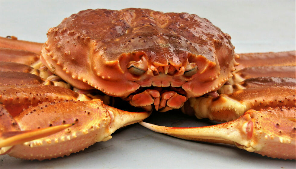Sne­krab­be er en ny­kom­mer i fiske­disk­en, og man­ge me­ner den kan bli en stor kon­kur­rent til kon­ge­krab­be all den tid pris­en er lav­ere.
 Foto: Havforskningsinstituttet