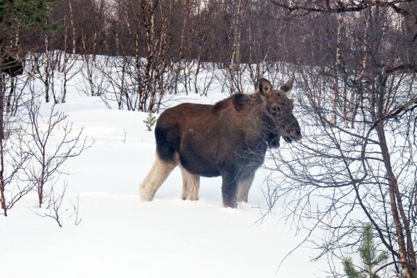Elginvasjon i Karasjok