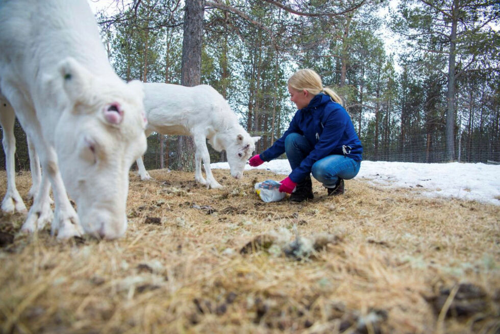 Samspill mellom dyr og mennesker, foto fra Karasjok.
 Foto: Tommy Skum Hansen / UiT