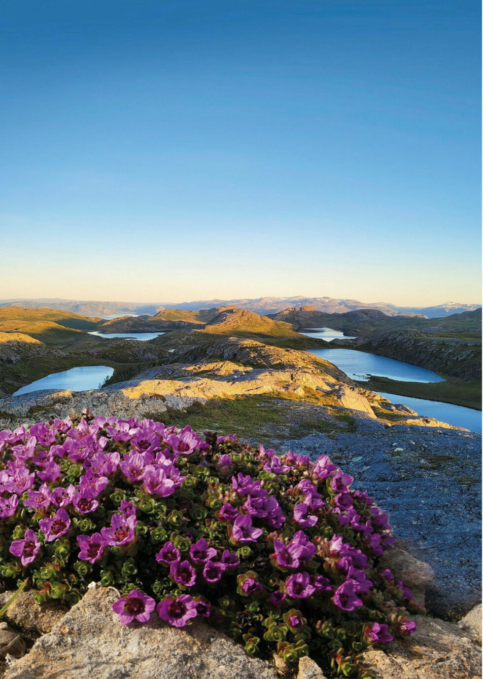 Foto rødsildre: Per Harald Olsen/NTNU, lisens CC BY SA 3.0, foto fjell i Vest-Finnmark og kollasje: Lone Bjørkmann
