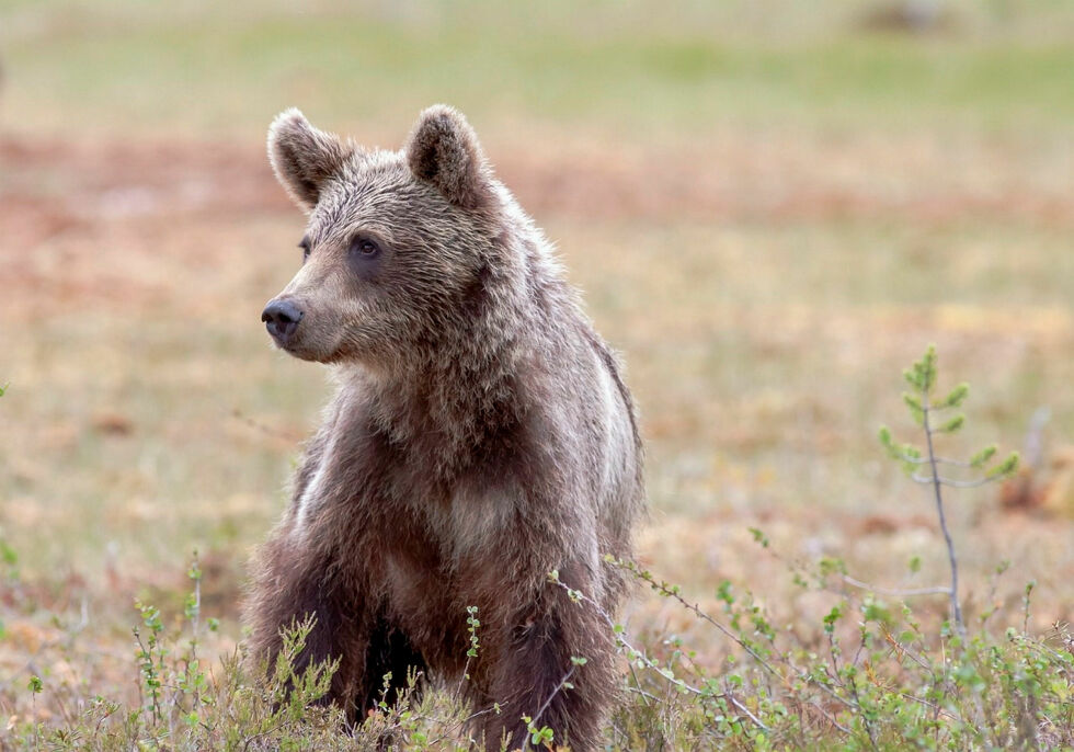 Bjørn.
 Foto: Tapani Hellman, Pixabay