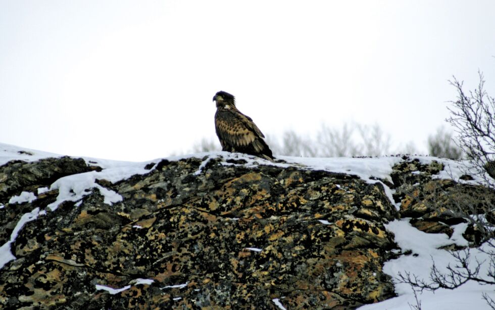 Illustrasjonsfoto: Lars B Persen