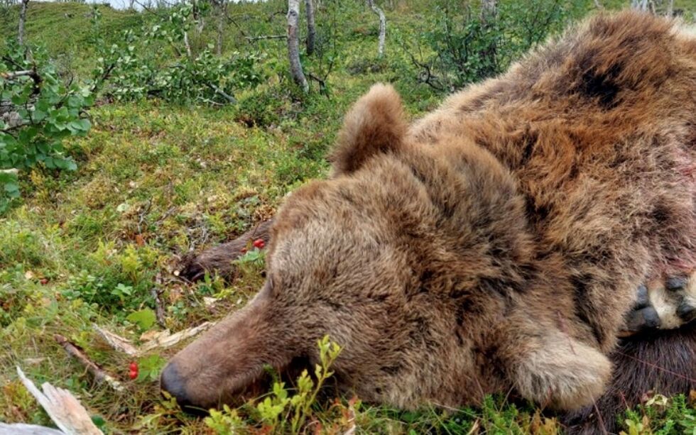 Det er ikke lisensjakt på bjørn i Troms og Finnmark denne høsten. Denne bjørnen ble skutt i Tana for noen uker tilbake – et tilfelle der det ble påberopt nødverge etter at den skal ha angrepet sau.