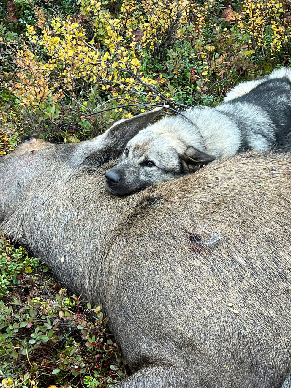 Hunden Leo (5) med sin første felling i los elgjakta 2022. Han og eier Ronny Berg må nå forholde seg til både ny reindriftslov og ny viltressurslov ved høstens jakt.
 Foto: Ronny Berg