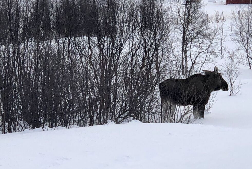 Det er kun bjørnen som får jakte elg i Øvre Anárjohka nasjonalpark i år. Det har nasjonalparkstyret bestemt. FeFo er ikke enig i dette.
Illustrasjonsfoto: Birgitte Wisur Olsen