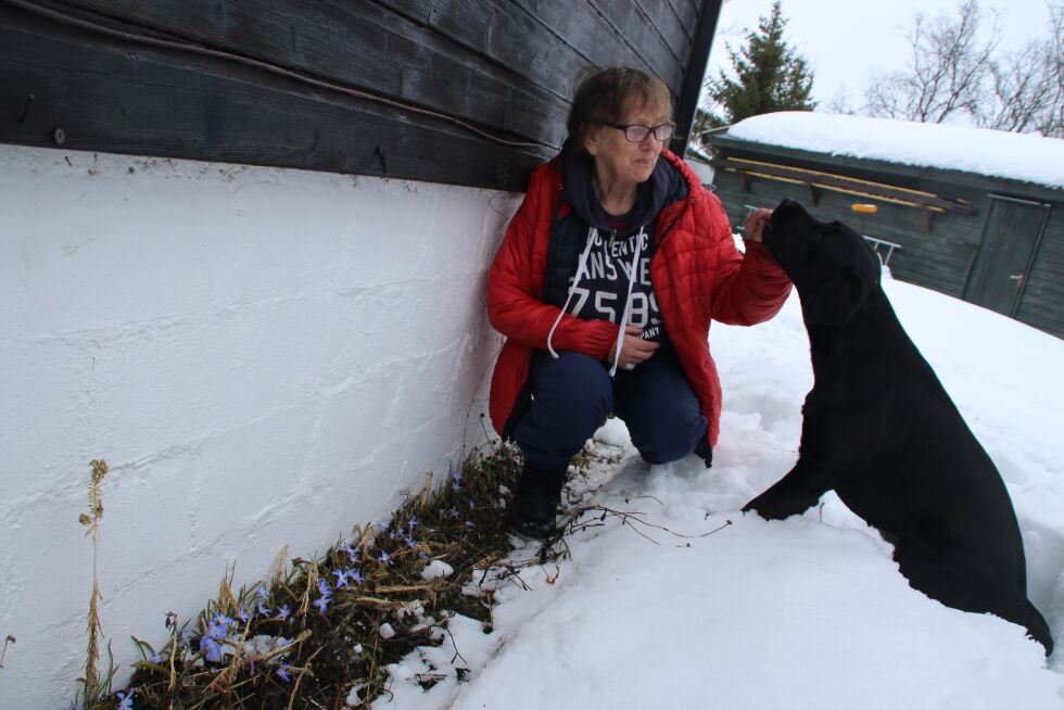 Tross kaldt vær og mye sne kan Grete Jakola og hunden Cassey konstatere at snøstjernen kom opp tidlig også i år.
 Foto: Torbjørn Ittelin