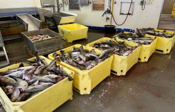 Ytterligere nedgang i torskekvoten