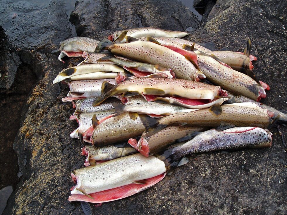 Erfaringene fra Takvatnet i Troms viser hvor viktig det er å ikke beskatte den store fisken for mye, spesielt ikke den store ørreten.
 Foto: Hallgeir Henriksen