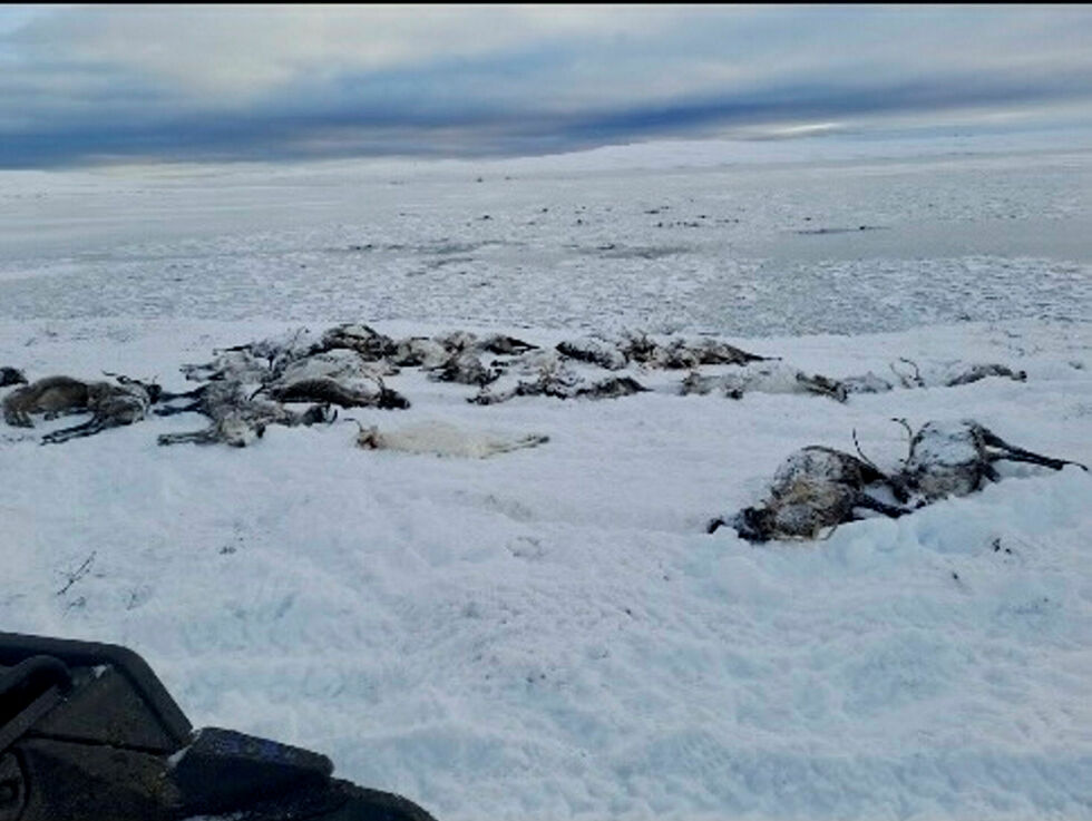 Bilder viser druknede reinsdyr som er tatt på land. I bakgrunnen ses døde reinsdyr som ligger i vannet.
 Foto: Privat