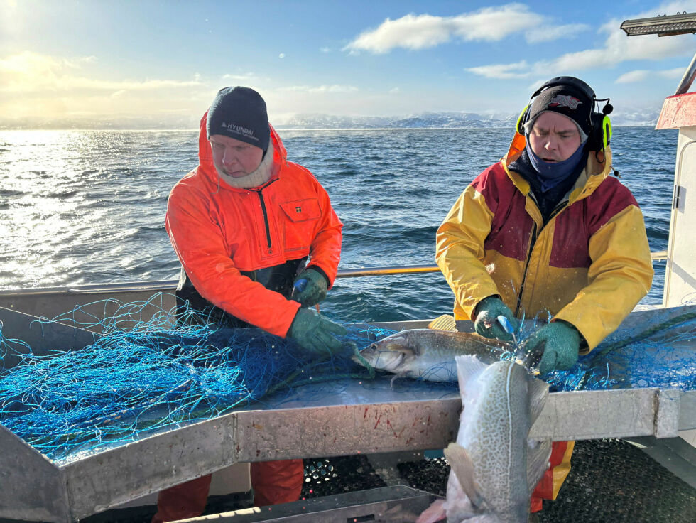 Det skal gå fort unna når torsken skal greies ut av garnene. Skipper Edgar Olsen og mannskap Tony Andre Tobiassen på sjarken Vesterelvjenta har begge lang fartstid som fiskere, og vante fingre fjerner fort stortorsken fra garnmaskene.
 Foto: Thor Thrane