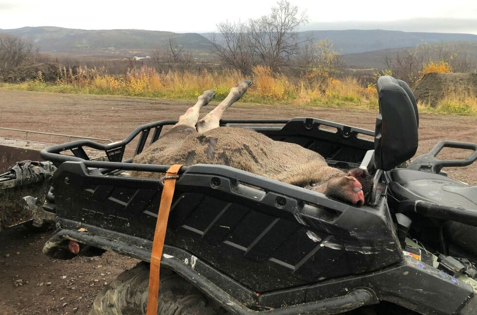 Reglene for utfrakting av elg fra nasjonalparkområder er strenge, og nylig har Varangerhalvøya nasjonalparkstyre måtte sende ut en advarsel til et jaktlag.
Illustrasjonsfoto
 Foto: Birgitte Wisur Olsen