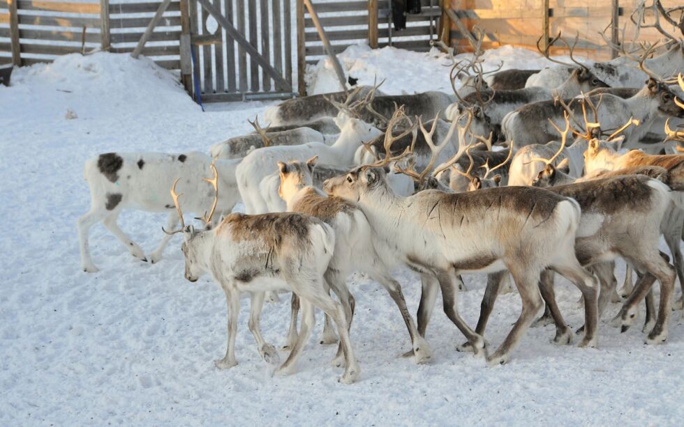 Siidaen i Nesseby har fått frist til 1. juni med å fjerne det fylkesmannen mener er et ulovlig oppsatt gjerne i området ved Cámmájohka i Nesseby kommune. Illustrasjonsfoto: Hanne Klemetsen