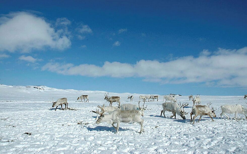 Disse dyrene nøyer seg med å posere som rein i vintersol, og er sannsynligvis lykkelig uvitende om at ny reindriftsavtale er på gang.
Foto: Rita Heitmann