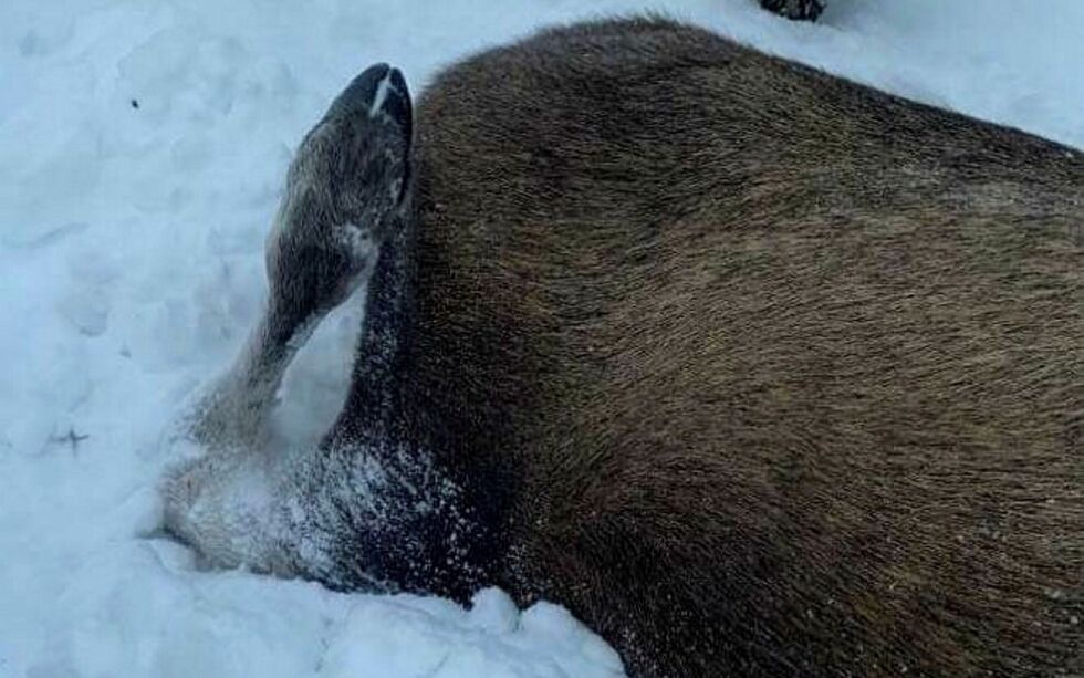 Den ene bakfoten var knekt på kviga, og dyret måtte avlives.
BEGGE FOTO: TOR GUNNAR HENERIKSEN