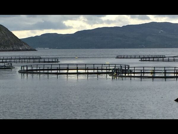 Om Grieg Seafood AS sin søknad om å etablere oppdrett ved Jernøya