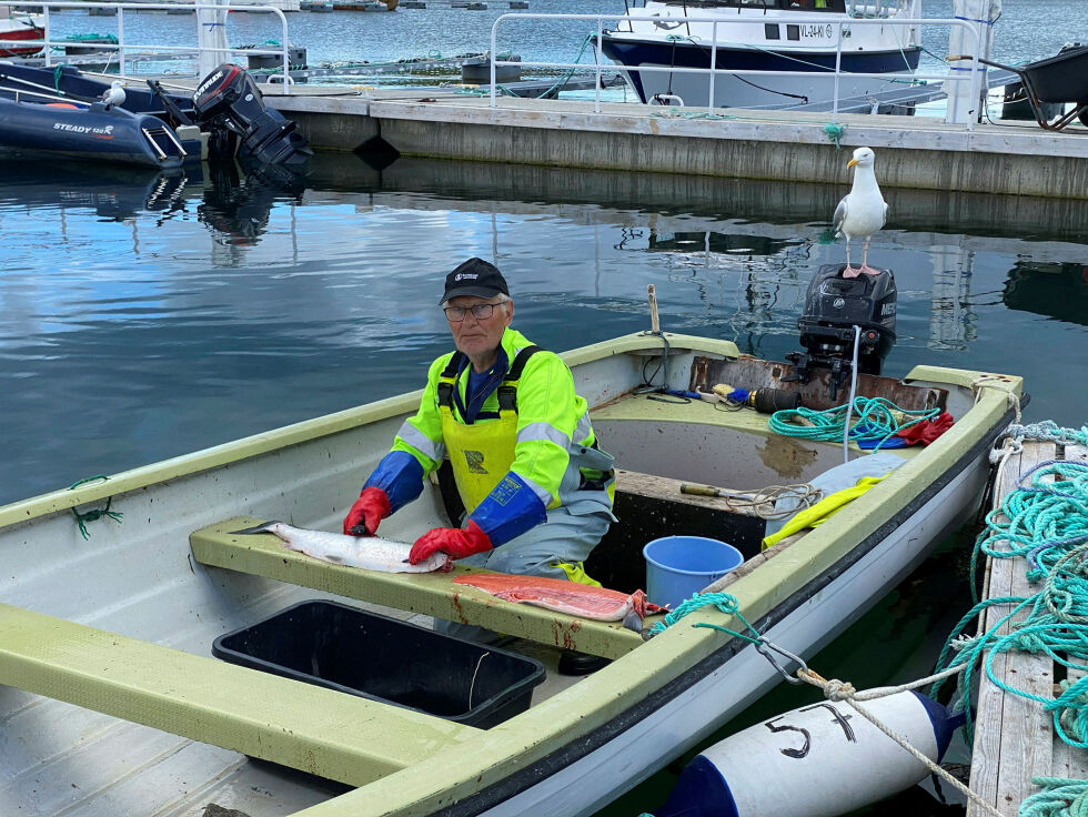 Med ei uke til igjen å fiske for Leif Ingilæ, har han fiska for godt over 200.000 med en fangst på vel ett tonn. 
– I rene kroner er dette beste sesongen noensinne, hevder han.
 Foto: Hallgeir Henriksen