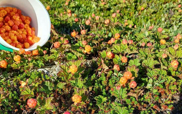 Bærindustrien i Lappland anklagd for grov menneskehandel