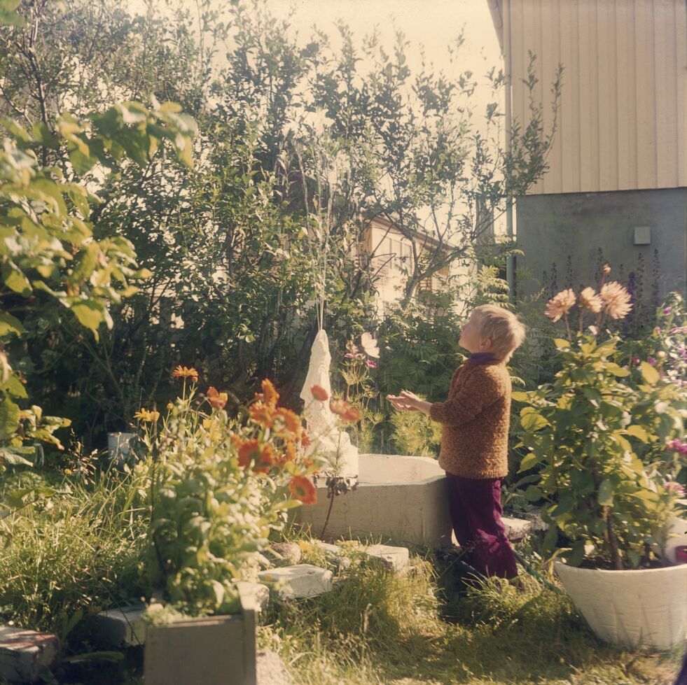 Hagekultur: Spesielt overraskende vakkert er Johannessens dias fra den frodige og fargerike hagekulturen i Båtsfjord, blomstenes farger har med tiden begynt å bleke ut mot metalltoner som gir bildene et kunstnerisk uttrykk.
 Foto: Olav Johannessen