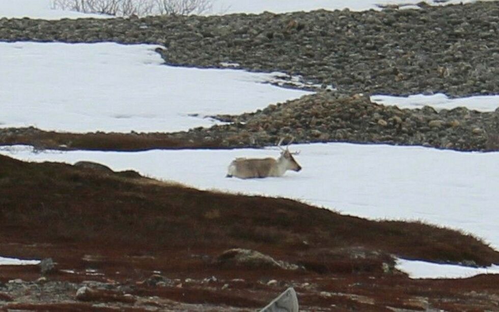 Med brukket bak­fot ble det umu­lig for den­ne rein­en å føl­ge med flok­ken, selv om flok­ken i det leng­ste ven­tet på et­ter­nø­le­ren.
 Foto: Randi Irene Losoa