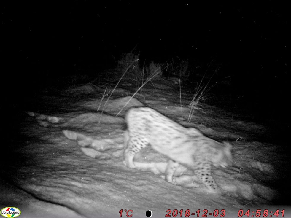 Denne ble fanget opp av et viltkamera et sted i Porsanger i desember i fjor. Kameraets eier ønsker ikke at vi stedfester det nærmere.
 Foto: Privat
