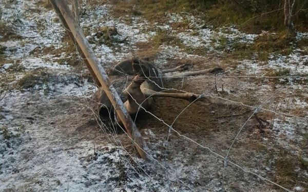 Elg fast i reingjerdet