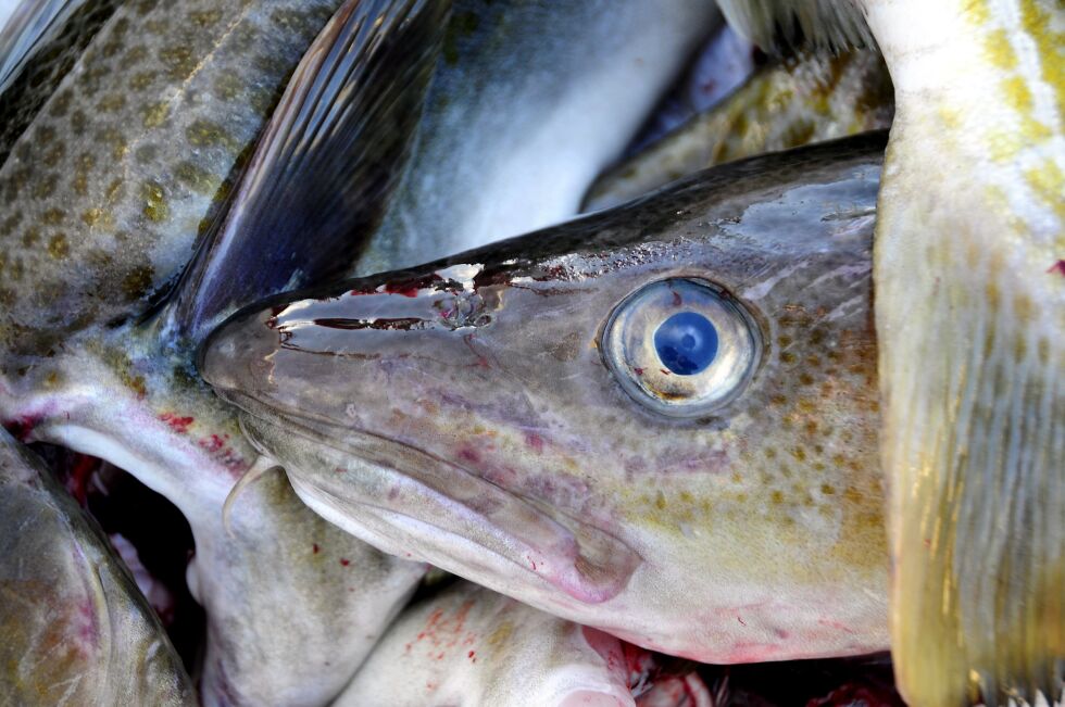 Gode klimaforhold og bedre komtroll med fisket har gitt større bestand og høyere fangster av torsk i Barentshavet.
 Foto: Arkivfoto