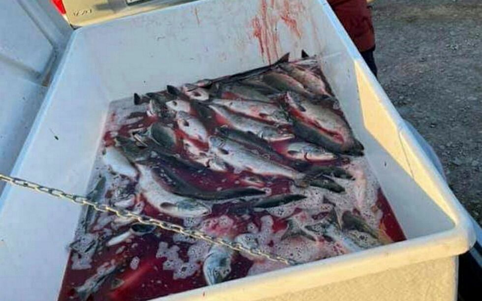 Pukkellaks kan nå dumpes i sjø.
 Foto: Privat