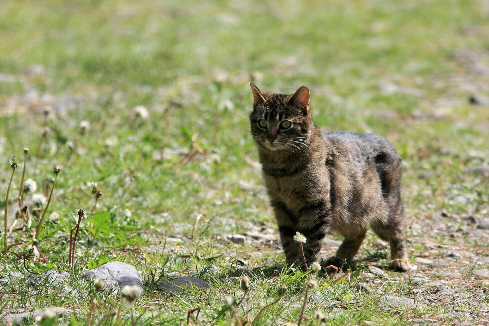 Venstres representantforslag om obligatorisk ID-merking av katt ble stemt ned på Stortinget tirsdag.
 Foto: Magne Myklebust