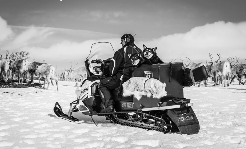 Fotograf Beate Haarstad har fulgt reindriften over lang tid. Resultatet er et knippe flotte bilder som er vist ut i en salgsutstilling på Snåsa ut året.
 Foto:  Beate Haarstad